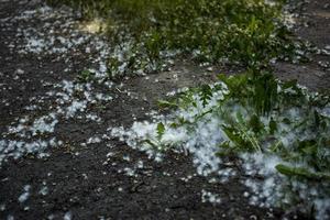 luglio lanugine nel il erba foto