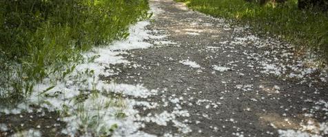 luglio lanugine nel il erba foto