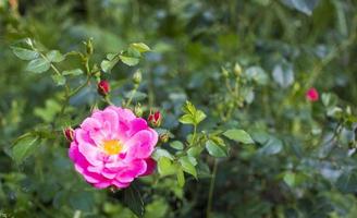 bellissimo buio rosa fiore rosa canina avvicinamento. fioritura cespuglio di rosa canina medicinale. gratuito spazio. foto