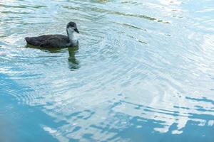 un' Comune folaga - fulica atra - nuotare nel il acqua su un' soleggiato giorno nel primavera foto