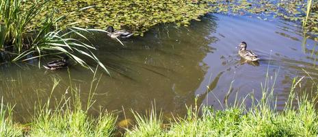 autunno paesaggio con gregge di mallardo anatre nuotare su lago foto