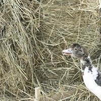 anatra broiler su un' casa azienda agricola foto