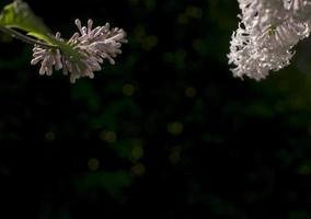 fiore sfondo - lilla fiori nel primavera giardino foto