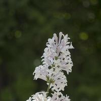 fiore sfondo - lilla fiori nel primavera giardino foto