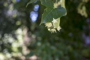 tilia, tiglio albero, tiglio o lime albero con non soffiato fiore. Tilia albero è andando per fioritura. un' ape raccoglie color lime miele foto