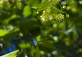 tilia, tiglio albero, tiglio o lime albero con non soffiato fiore. Tilia albero è andando per fioritura. un' ape raccoglie color lime miele foto