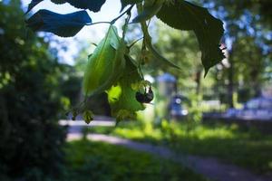 tilia, tiglio albero, tiglio o lime albero con non soffiato fiore. Tilia albero è andando per fioritura. un' ape raccoglie color lime miele foto