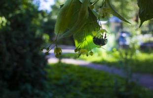 tilia, tiglio albero, tiglio o lime albero con non soffiato fiore. Tilia albero è andando per fioritura. un' ape raccoglie color lime miele foto