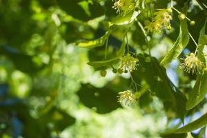 tilia, tiglio albero, tiglio o lime albero con non soffiato fiore. Tilia albero è andando per fioritura. un' ape raccoglie color lime miele foto