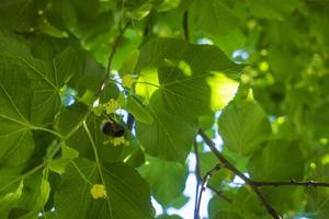 tilia, tiglio albero, tiglio o lime albero con non soffiato fiore. Tilia albero è andando per fioritura. un' ape raccoglie color lime miele foto