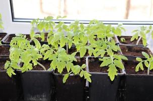 foto piantine di pomodori nel nero contenitori