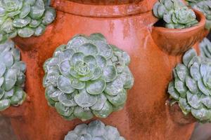 fiore pentole con impianti e semi, piantare, giardinaggio foto