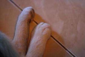 foto di il Due posteriore gambe di un' carino gatto