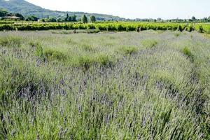 un' campo di lavanda foto