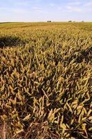 un' campo con Grano foto