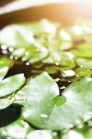 loto volantino nel stagno con luce del sole nel natura parco e giardino foto