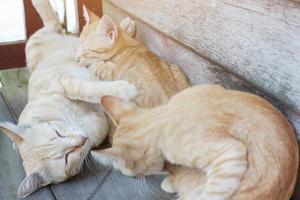 madre gatto e gattino arancia a strisce gatto addormentato e rilassare su di legno terrazza con naturale luce del sole foto