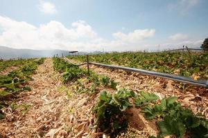 acqua fornitura sistema nel fragola azienda agricola e pianta asilo nel serra su il montagna a settentrionale nel Tailandia foto