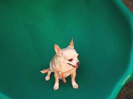 Marrone chihuahua cane seduta su verde terreno di gioco attrezzatura . foto