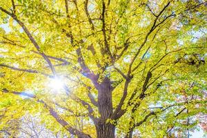 albero di ginkgo giallo a tokyo foto