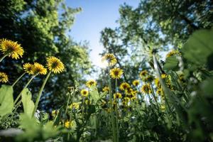 parte inferiore Visualizza per giallo denti di leone su prato tra foresta. selettivo messa a fuoco. Basso angolo di sparo. foto