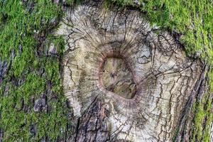 primo piano della corteccia di albero ricoperta di muschio foto