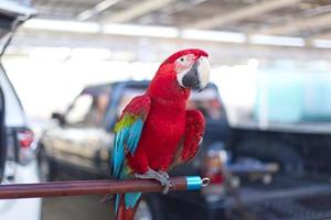 vicino su di colorato scarlatto ara pappagallo animale domestico pertica su posatoio ramo con Raccogliere camion auto sfondo foto