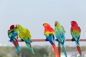 vicino su di colorato scarlatto ara pappagallo animale domestico pertica su posatoio ramo con blu chiaro cielo sfondo foto