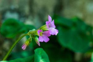 avvicinamento Visualizza di colorato viola blu geranio silvatico alias bosco geranio o legna cranesbill fioritura nel giardino su naturale sfondo foto