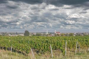 famoso vino villaggio di ruggine burgenland,,neusiedler vedi, burgenland, austria foto