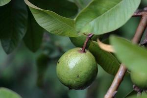 il fresco guaiava frutta su un' azienda agricola foto