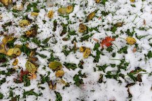 foglie colorate su erba nevosa