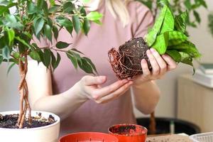 femmina mani trapianto impianti in un' nuovo pentola. sansevieria foto