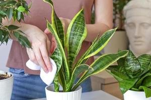 avvicinamento di un' donna di mani accuratamente sfregamento e spolverare il le foglie di il pianta della casa sansevieria. pianta cura concetto. foto