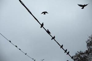 piccioni sedersi su filo. sagome di uccelli su elettrico filo. dettagli di vita di urbano uccelli. foto