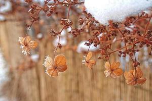 ultimo autunno fiori congelamento sotto il primo inverno brina foto