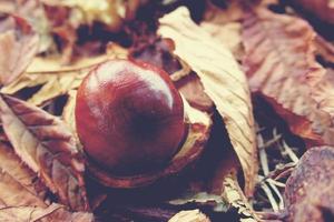 Marrone castagne raccolto su un autunno giorno foto