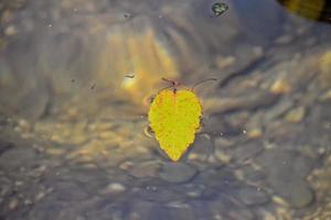 autunno colorato foglia dire bugie su pulito freddo acqua foto