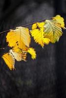 solitario autunno foglia illuminato di avvistamento attraverso il sole foto