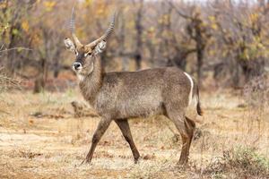 grande maschio waterbuck passeggiate con orgoglio foto