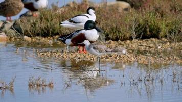 un' gruppo di uccelli acquatici alimentazione e pulizia loro stessi nel un' salmastra acqua lago vicino il costa. foto