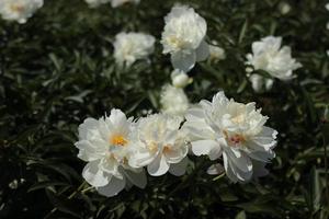 peonie. tre bianca fiori nel il primo piano. giardino pianta foto