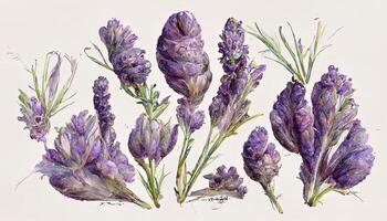 lavanda fiori mazzi collezione, acquerello botanico illustrazione isolato su bianca sfondo. generativo ai foto