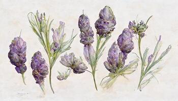 eccellente lavanda fiori mazzi collezione, acquerello botanico illustrazione isolato su bianca sfondo. generativo ai foto