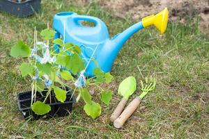 piantine di zucchine nel torba bicchieri per piantare su un' giardino letto nel il primavera. foto