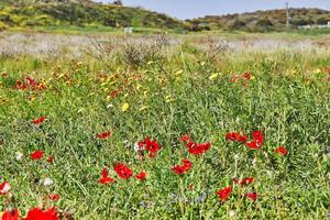 selvaggio rosso anemone fiori fioritura tra il verde erba nel il prato. bellissima primavera fioritura paesaggio nel il Riserva di il nazionale parco. meridionale Israele. foto