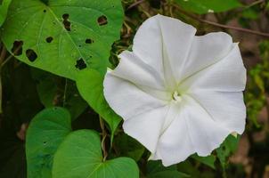 fiore di Luna o botanico nome è Ipomoea alba fioritura nel naturale giardino foto