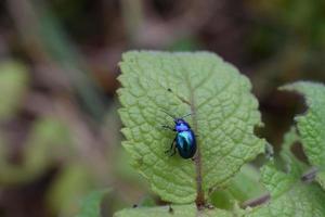 blu per verde insetto su un' menta foglia foto