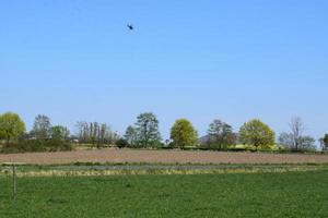 palude con un' uccello volante attraverso foto