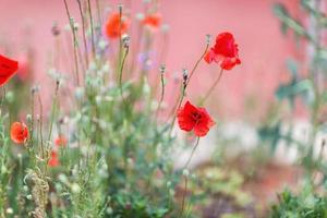 rosso papavero fiore sfondo foto